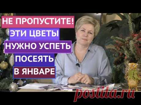 ВНИМАНИЕ! КАКИЕ ЦВЕТЫ ПОСЕЯТЬ В ЯНВАРЕ 2022!