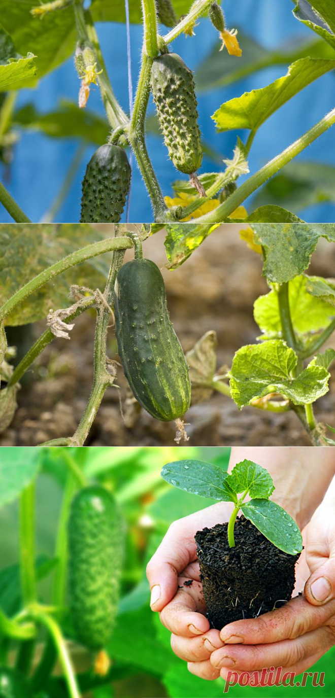 КАК ДОБИТЬСЯ ПЛОДОНОШЕНИЯ ОГУРЦОВ ДО САМЫХ ЗАМОРОЗКОВ | Самоцветик