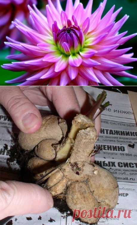 Чтобы георгины хорошо цвели