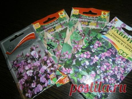 Долихос: выращивание гиацинтовых бобов для украшения участка