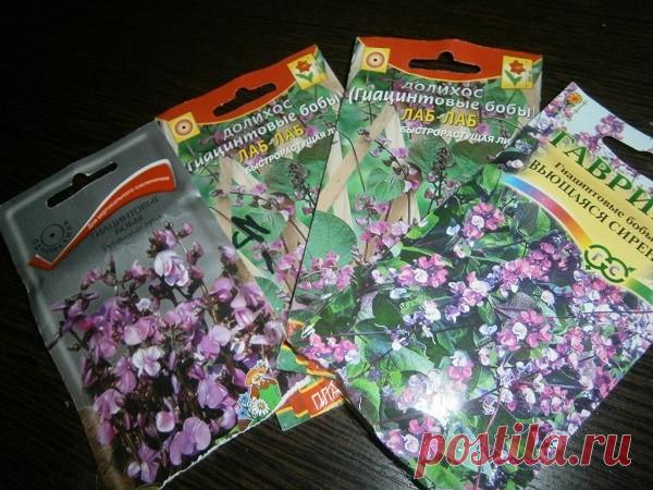 Долихос: выращивание гиацинтовых бобов для украшения участка