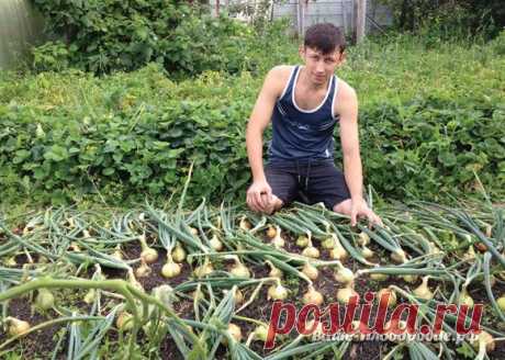 От семечка до луковицы весом в полкило — за сезон