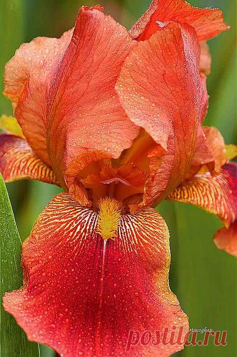 Orange Iris | Nothing Like Flowers #5