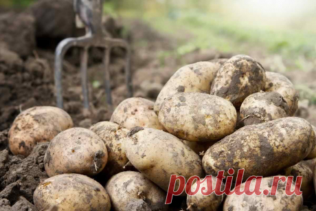 Десять килограмм с квадрата посадок: выращиваем картофель по методу Квартальновой | Наша Дача | Яндекс Дзен