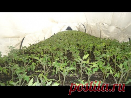 ПОСЕВ ТОМАТОВ ДЛЯ ТОННЕЛЕЙ - ПОШАГОВО. Ольга Чернова.