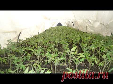 ПОСЕВ ТОМАТОВ ДЛЯ ТОННЕЛЕЙ - ПОШАГОВО. Ольга Чернова.
