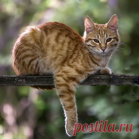 Browse Tag: animal
