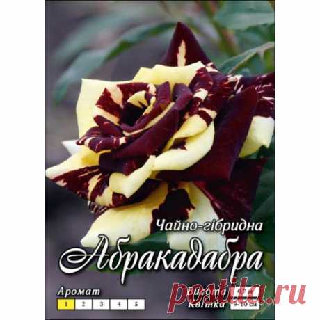 N❶. Роза Абракадабра