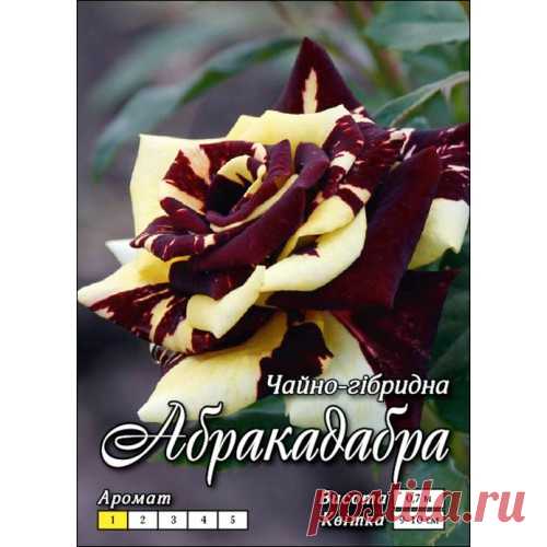 N❶. Роза Абракадабра