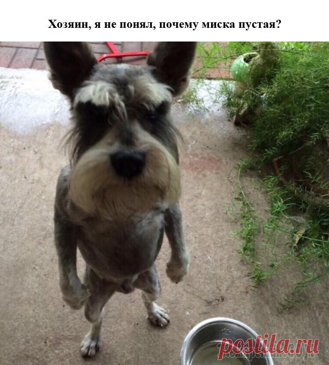 15 собак, которые ходят как люди.