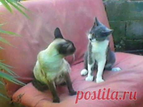 (4) Facebook