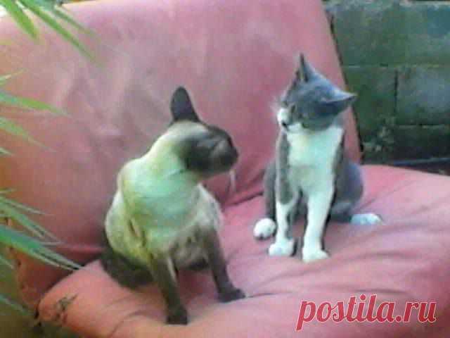(4) Facebook