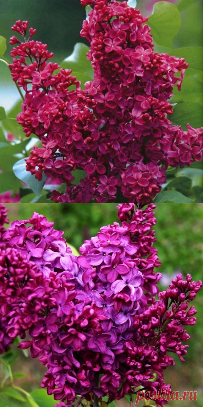 Тёмно - красная сирень ...