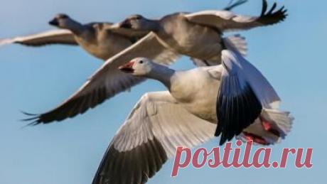 14 марта — Евдокия Свистунья, Авдотья Плющиха | Astro-ru.ru