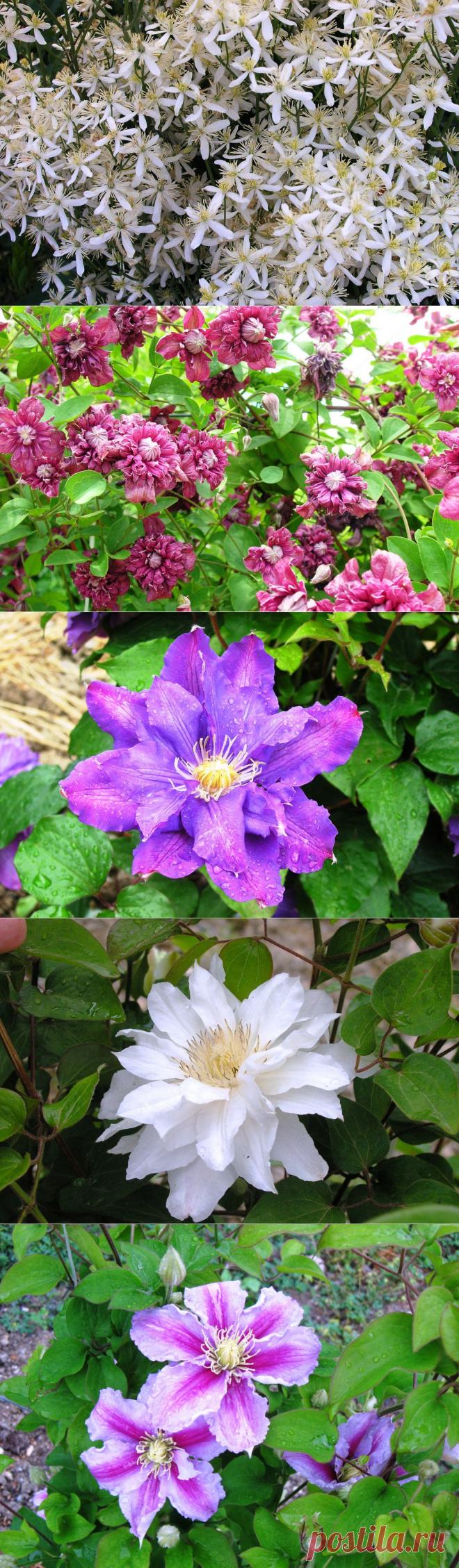 Королевское восхождение клематисов / Журнал садовода Uleyskaya / 7dach.ru
