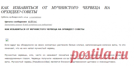 КАК ИЗБАВИТЬСЯ ОТ МУЧНИСТОГО ЧЕРВЕЦА НА ОРХИДЕЕ? СОВЕТЫ