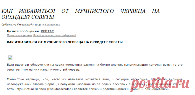 КАК ИЗБАВИТЬСЯ ОТ МУЧНИСТОГО ЧЕРВЕЦА НА ОРХИДЕЕ? СОВЕТЫ
