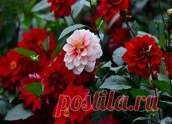 Edycja Tapety: Kwiaty, Dalie