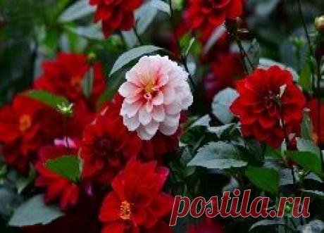 Edycja Tapety: Kwiaty, Dalie