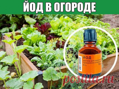 Йод в огороде

Обычный пузырек йода способен оказать огороднику не одну большую услугу. Поскольку все мы с детства знаем, что йод — отличный антисептик, грех не применить это его свойство в профилактике болезней растений, в особенности всяческих гнилей. Раствором 5-10 капель йода в десяти литрах воды рекомендуют опрыскивать клубнику и землянику перед цветением. Эта простая процедура избавит ее от серой гнили и активизирует жизненные силы. Опрыскивание проводят 2-3 раза с и...