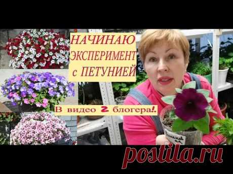 🏵Хотите один куст ПЕТУНИИ, цветущий разными цветами- присоединяйтесь.Начинаю эксперимент! 2 БЛОГЕРА.