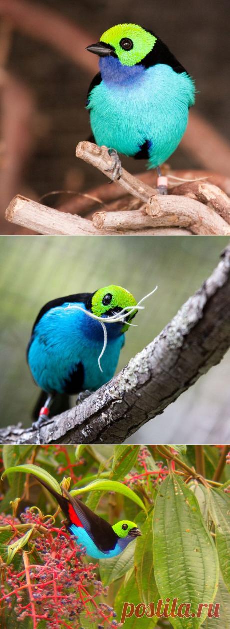 Птица под названием - Райская танагра .