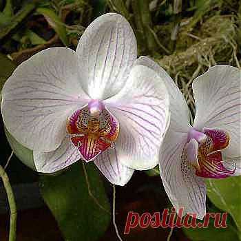 Как приручить орхидею? Непокорная тропиканка [2797] | Домашние растения | Garden Star - информационный портал