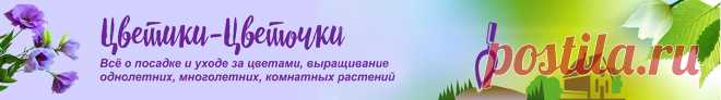 Как посадить петунию на рассаду правильно в домашних условиях Видео