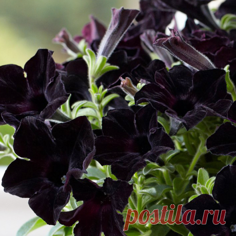 Петуния Крэйзитуния "Блэк Мамба" (Petunia Crazytunia™ Black Mamba) - Петуния серия Crazytunia - Петуния - Горшечные - Каталог - Pitomnik-Kolos.ru