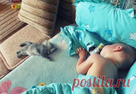 и их 4-лапые друзья – Фитнес для мозга