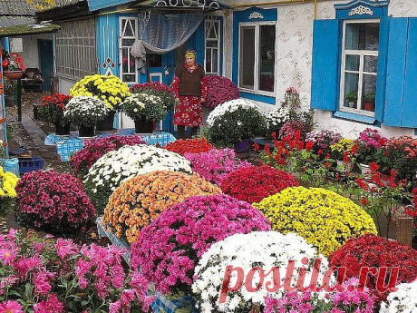 (41) Одноклассники