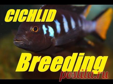 Цихлиды вида Pseudotropheus spec. 'elongatus Chewere' - Африка - Аквариумистика в Узбекистане