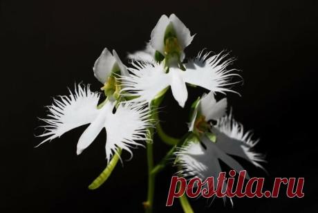 30 самых необычных цветов в мире: фото, названия