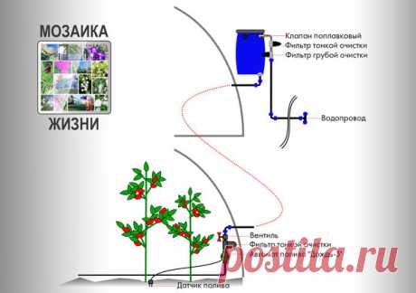 Теплица. Автополив | Блоги о даче, рецептах, рыбалке
