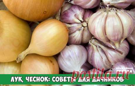 Лук, чеснок: советы для дачников

Желтеет перо чеснока, лука? Причиной может быть луковая муха, нематода, нехватка азота.

Подкормки:
* Рано весной, после появления всходов, нужно подкармливать чеснок азотными удобрениями (мочевина). Позже — хлористым калием.
* Попробуйте подкормить суперфосфатом: 1 ст. л. суперфосфата в небольшом количестве воды настоять в течении 1-2 суток и после полива, разбавив водой, пролить под корень.  Либо просто после дождика посыпьте 1 ст.л. суп...
