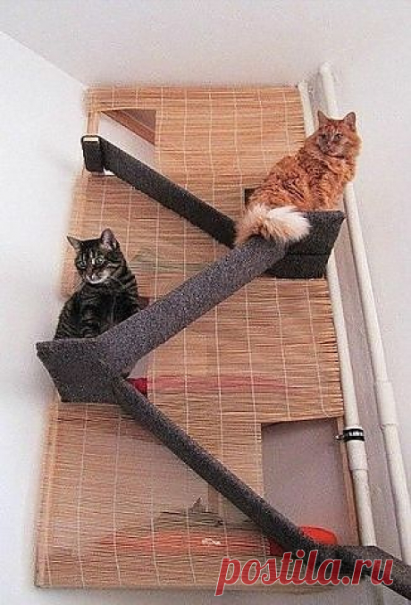 КОШАЧЬЕ ОБЩЕЖИТИЕ