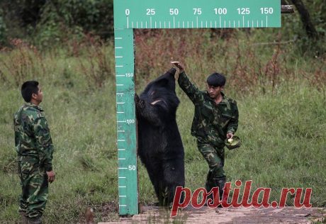 Лучшие фотографии животных со всего мира за неделю • НОВОСТИ В ФОТОГРАФИЯХ