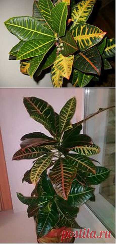 (+1) - Кодиеум, или Кротон | САД НА ПОДОКОННИКЕ