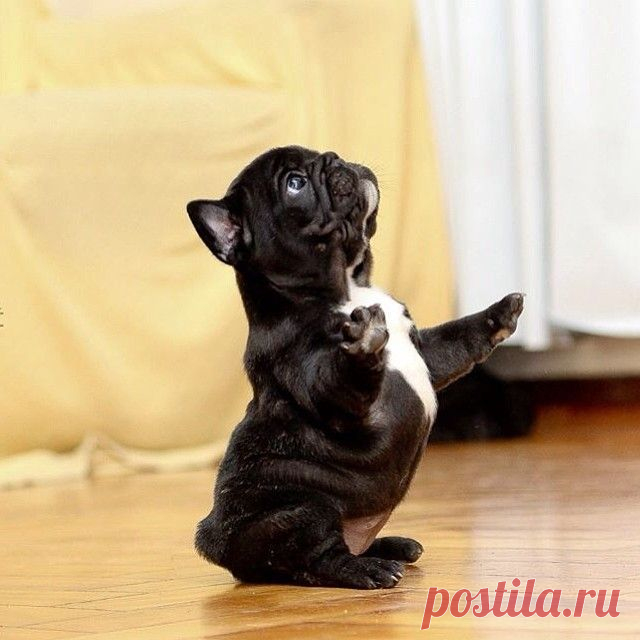Pick me, pick me!