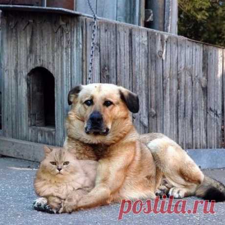 (46) Одноклассники