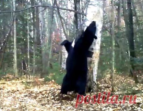 Танцы у берёзы | На краю земли