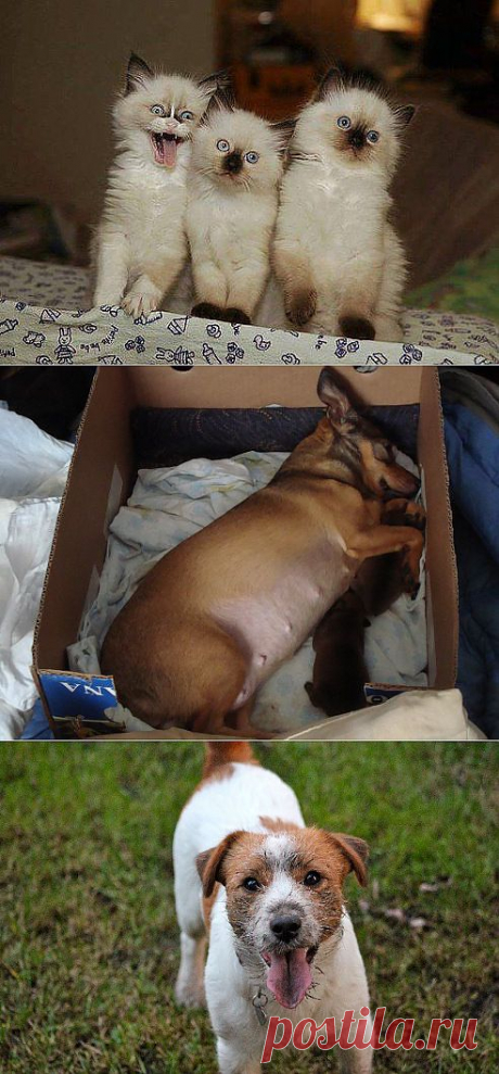 (71) Одноклассники