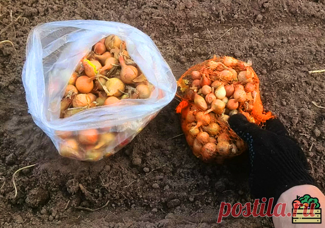 Рекомендации по посадке лука-севка, которые должен выполнять каждый | Удачный урожай | Яндекс Дзен