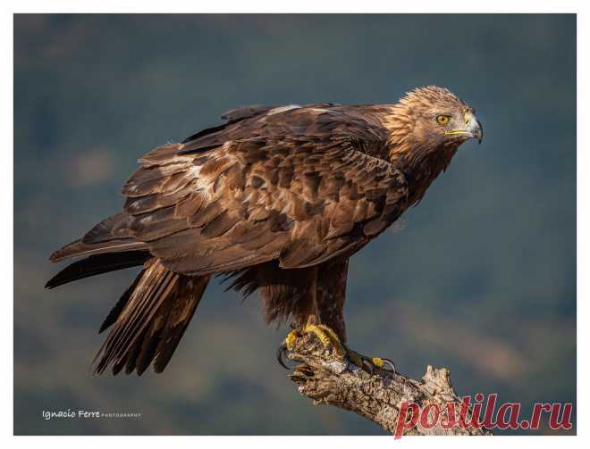 Golden Eagle _DSC5980Lrcopia