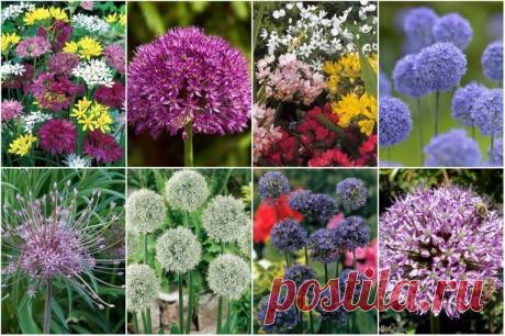 Луки декоративные многолетние - фото и названия Декоративные луки, их назначение для декорирования участков.Что такое аллярий, лучшие виды декоративных луков для аллярия. Съедобные декоративные луки. Характеристика сортов.