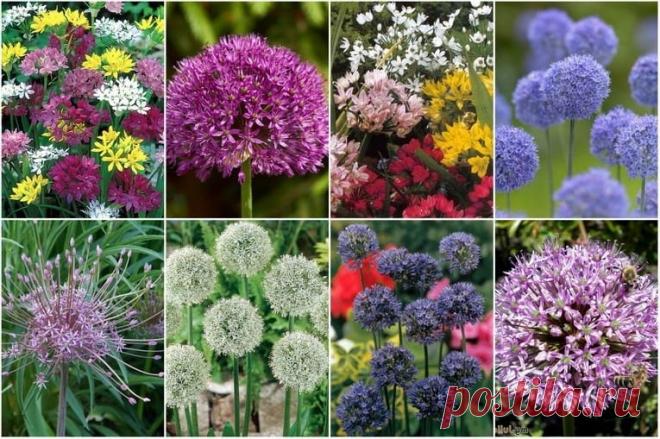 Луки декоративные многолетние - фото и названия Декоративные луки, их назначение для декорирования участков.Что такое аллярий, лучшие виды декоративных луков для аллярия. Съедобные декоративные луки. Характеристика сортов.