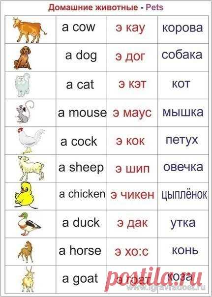 (24) Одноклассники