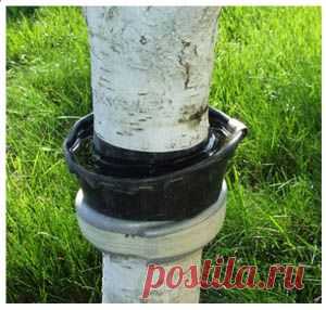 ЛОВЧИЕ ПОЯСА НА ФРУКТОВЫХ ДЕРЕВЬЯХ | Самоцветик