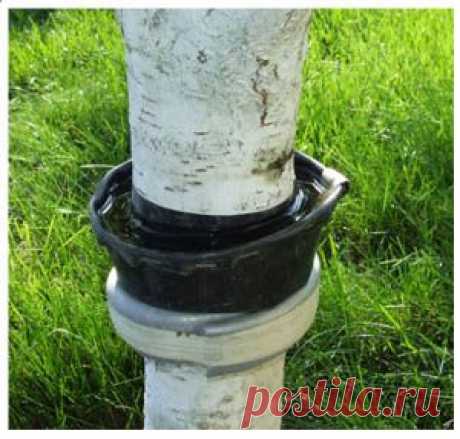 ЛОВЧИЕ ПОЯСА НА ФРУКТОВЫХ ДЕРЕВЬЯХ | Самоцветик