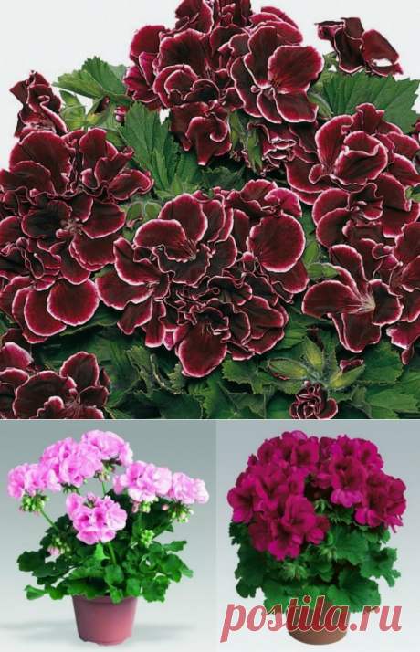 Как вырастить шикарную герань